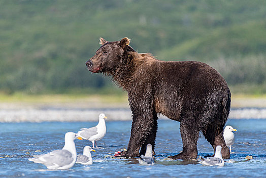 棕熊,海鸥,河,卡特麦国家公园,阿拉斯加,美国,北美