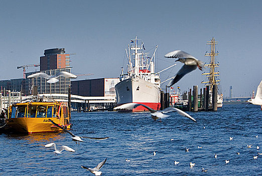驳船,博物馆,船,汉堡港,海鸥,飞,德国