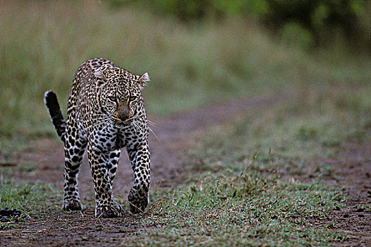 非洲,肯尼亚,马塞马拉野生动物保护区,成年,女性,豹,走,黄昏,河