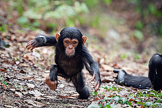 黑猩猩,类人猿,幼兽,展示,坦桑尼亚