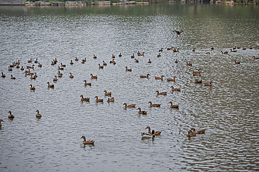 鴨，公園，池塘，養(yǎng)殖，岸邊，飛翔，展示