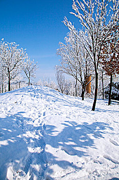 厚厚的白雪覆盖在小山坡和树林上