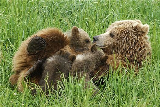 棕熊,吸吮,幼兽