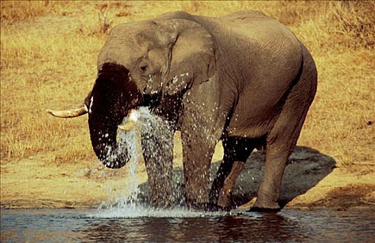 非洲象,喝,克鲁格国家公园,南非