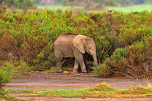 幼兽,非洲,灌木,大象,非洲象,早晨,亮光,安伯塞利国家公园,肯尼亚