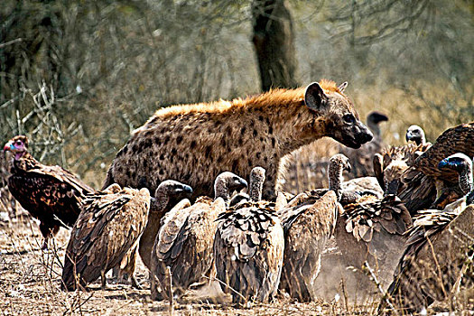斑点土狼,斑鬣狗,秃鹰,腐食,畜体,克鲁格国家公园,南非