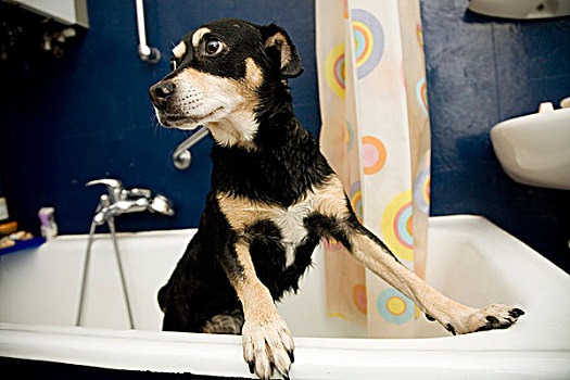 狗,浴室