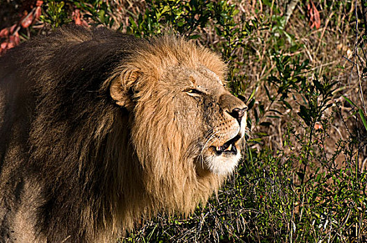 狮子,叫,马赛马拉国家保护区,肯尼亚,非洲