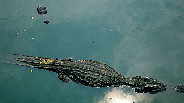 鳄鱼,俯视,泰国,一月,2007年