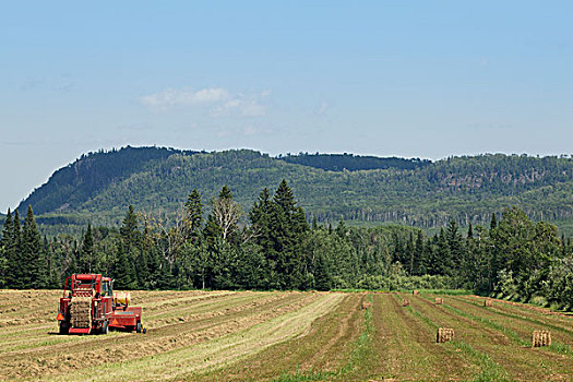 农用拖拉机,干草,土地,曼尼托巴,加拿大