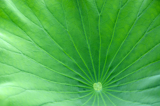 荷叶,lotus,莲叶,中国,leaf,leaves