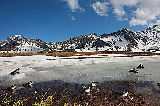 蛙,中国林蛙,群,饲养,水塘,2000年,阿尔卑斯山,法国