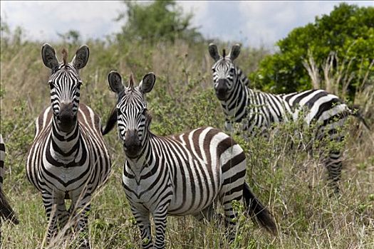 三个,斑马,站立,地点,马赛马拉国家保护区,肯尼亚