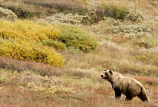 大灰熊,棕熊,雄性,秋天,苔原,阿拉斯加,美国,北美