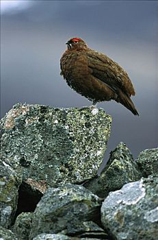 红松鸡,柳雷鸟,栖息,岩石上,苏格兰