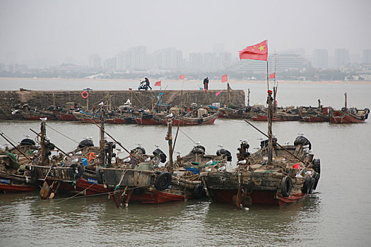 山东省日照市,上千只海鸥在渔码头翩翩飞舞,成冬天里的一道风景