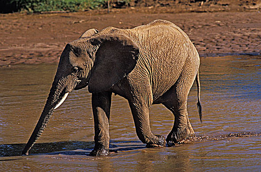 非洲象,雌性,河,公园,肯尼亚