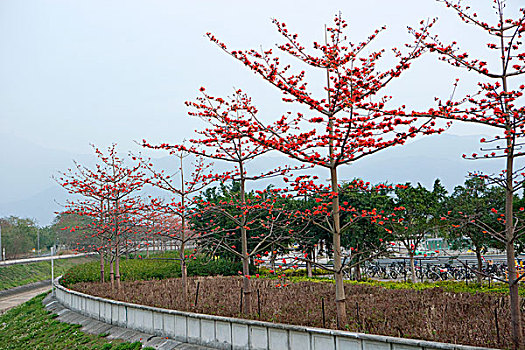 树,锡,新界,香港