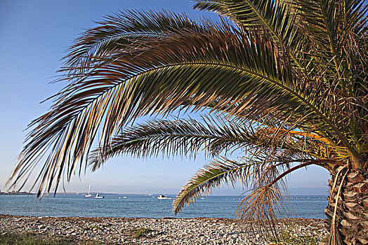 意大利,萨丁尼亚,西海岸,半岛,波尔图,海滩,棕榈树,特写
