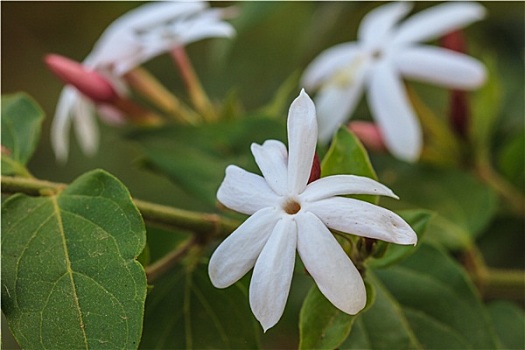 白色,茉莉,花,花园