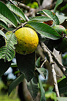 番石榴,水果,哥斯达黎加,中美洲