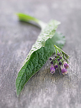 清新,紫草科植物,叶子,花