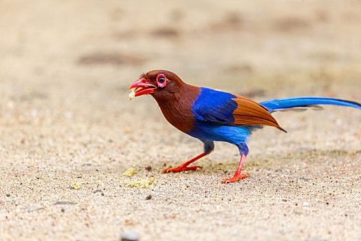 尾巴长长,毛色艳丽的斯里兰卡蓝鹊鸟