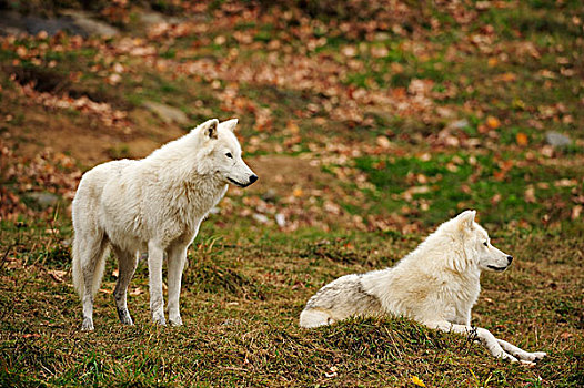 两个,极地,狼,白色,北极,一个,站立,卧,魁北克,加拿大