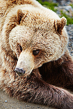 头像,棕熊,德纳里峰国家公园,阿拉斯加,美国