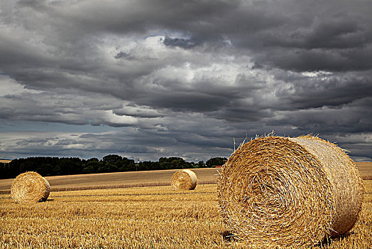 法国,地点,收获,小麦,阴天
