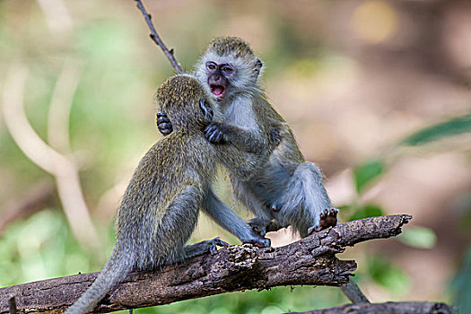两个,幼小,长尾黑颚猴,绿猴,平衡,原木,争斗,湖,国家公园,坦桑尼亚
