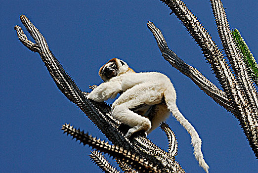 维氏冕狐猴,南,马达加斯加