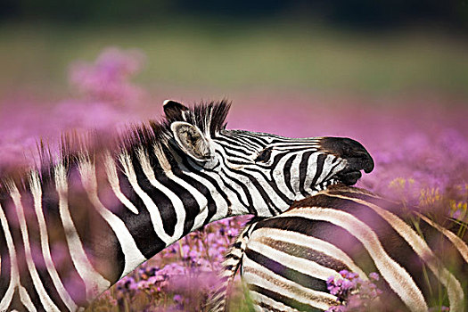 斑马,杂草,自然保护区,南非