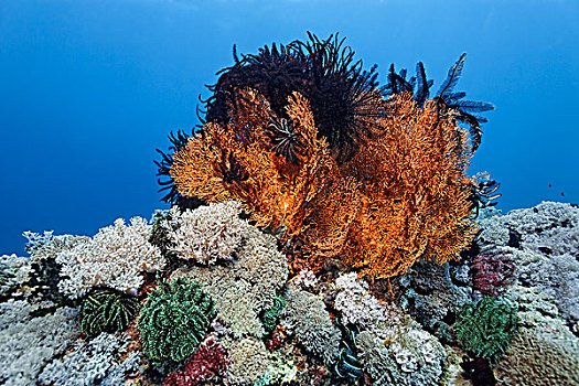 珊瑚礁,遮盖,白色,软珊瑚,黑色,羽毛,星,海滩,波多黎各,民都洛,岛屿,菲律宾,亚洲