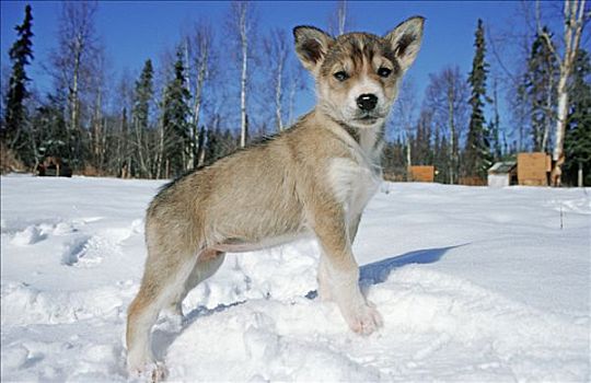 雪橇狗,哈士奇犬,小狗,站立,雪地