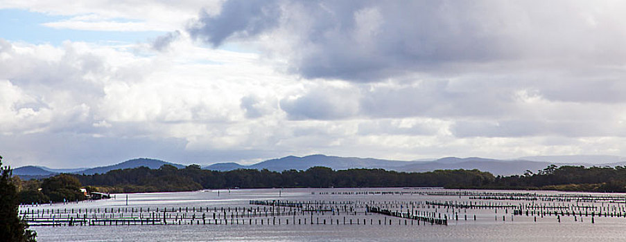 牡蛎养殖,新南威尔士,澳大利亚