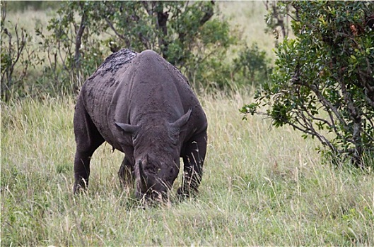 黑犀牛,马塞马拉野生动物保护区