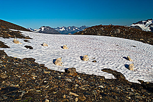 石山羊,休息,大,雪,小路,奇奈峡湾国家公园,靠近,肯奈半岛,阿拉斯加,夏天