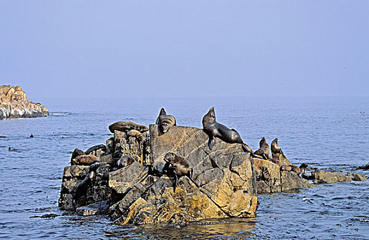 毛海狮,智利,生物群,外滨,石头,北美,南美