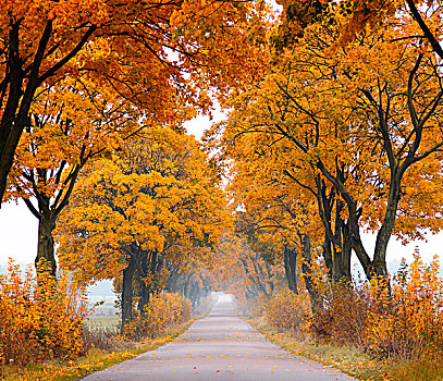 秋天,道路