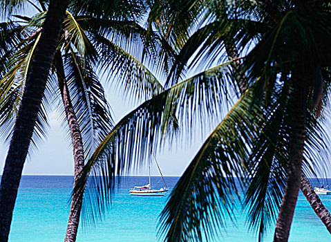 帆船,风景,棕榈树