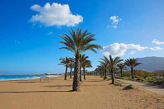 丹尼亚,海滩,码头,棕榈树,地中海,阿利坎特,西班牙