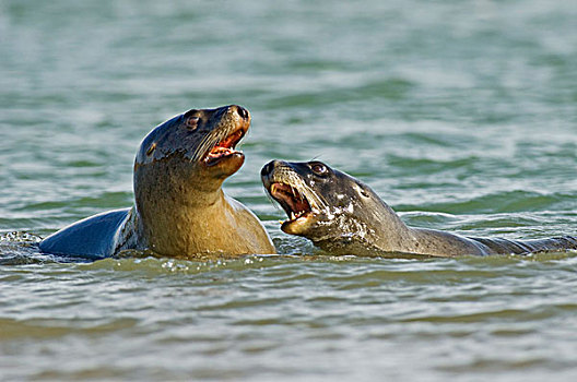 海狮,两个,争斗,海洋,卡特林斯,南岛,新西兰