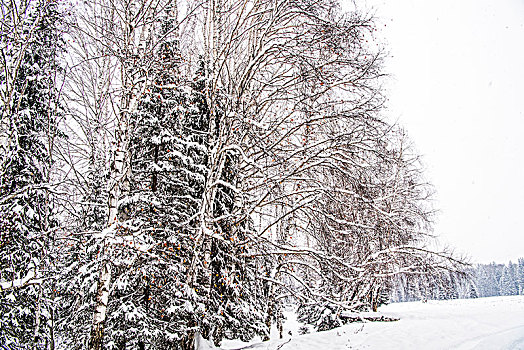 冬日,雪景,树林