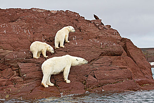 北极熊,成年,女性,站立,石头,边缘,水,斯匹茨卑尔根岛,斯瓦尔巴特群岛,挪威,欧洲