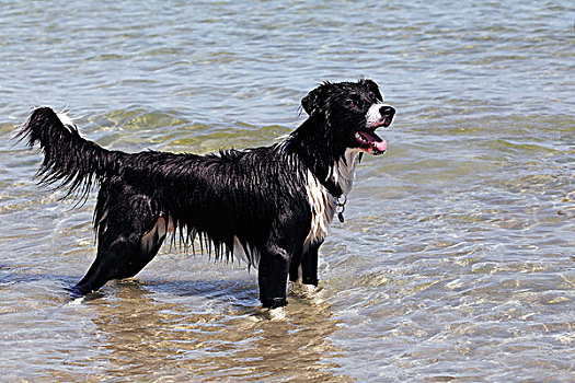 博德牧羊犬,杂交,站立,水,靠近,海滩