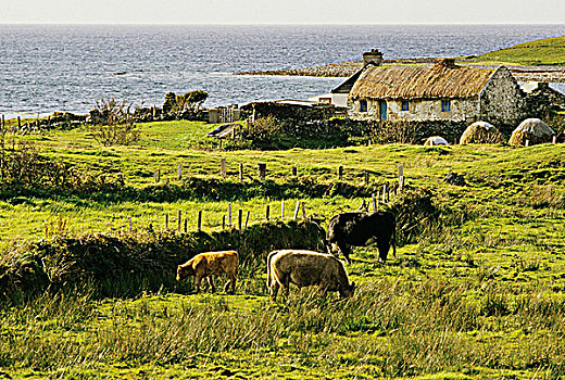 爱尔兰,康纳玛拉,茅草屋顶,房子,靠近,克利夫登