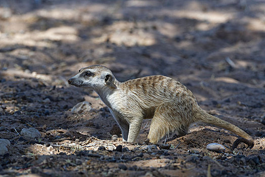 猫鼬,细尾獴属,成年,雄性,向外看,洞,荫凉,警惕,卡拉哈迪大羚羊国家公园,北开普,南非,非洲