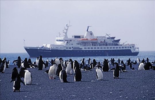 南极,南,设得兰群岛,岛屿,欺骗岛,帽带企鹅,南极企鹅,游船