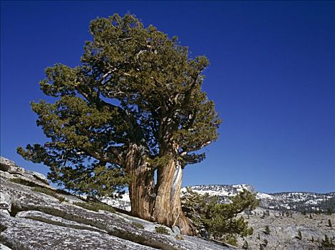 狐尾松,优胜美地国家公园,加利福尼亚,美国